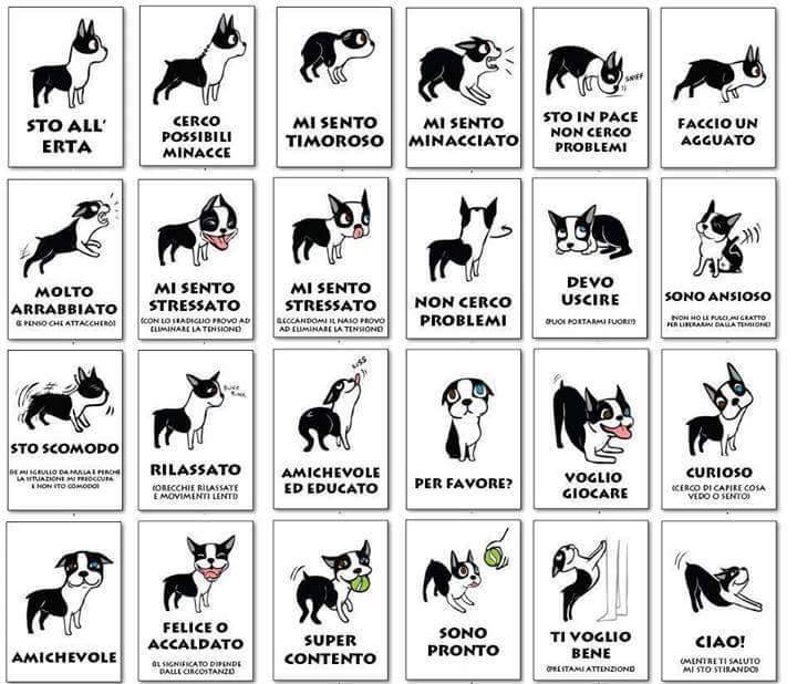 Ecco come riconoscere il linguaggio del vostro cane