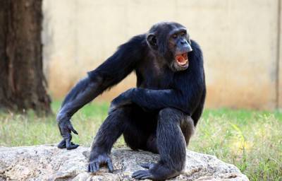 chimpanzee.