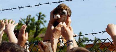 Un cucciolo di Beagle viene salvato da alcuni animalisti entrati nell'allevamento Green Hill di Montichiari, Brescia, 28 aprile 2012. I cani Beagle sono allevati a Montichiari e destinati alla vivisezione. ANSA/FILIPPO VENEZIA