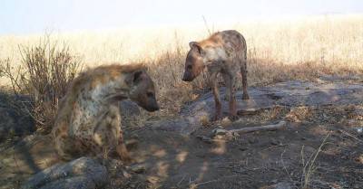 hyena-spotted-2