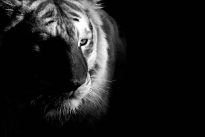 Le-foto-di-animali-di-Boza-Ivanovic-12