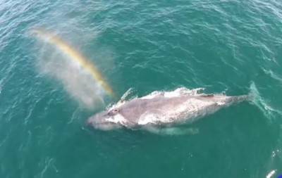 balena arcobaleno