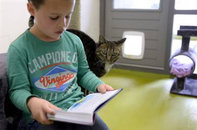 NETHERLANDS-CATS-SHELTER