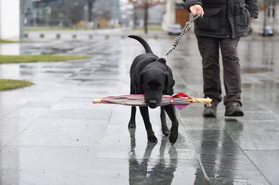 GERMANY-ANIMALS-DOG-WEATHER-FEATURE