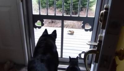 cane-gatto-scoiattolo