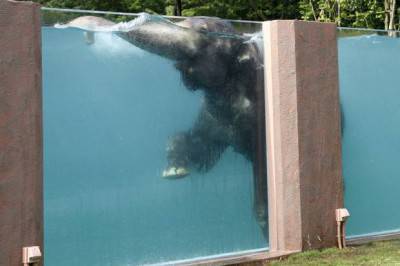 elefante piscina