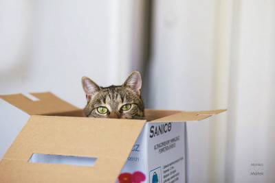 gatti handicap -keiko