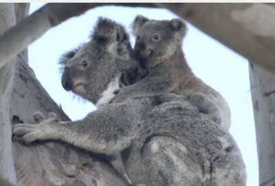 koala