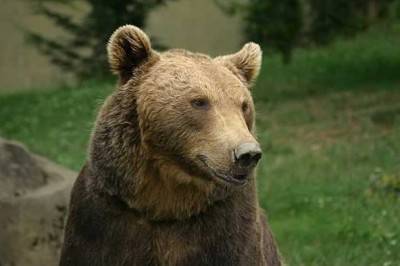 orso 4