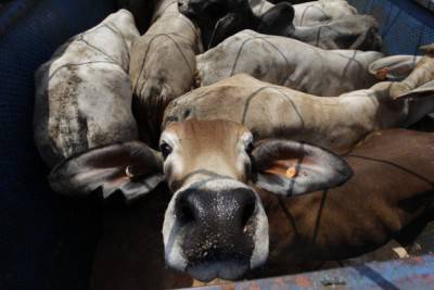 Cattle Imports Arrive in Indonesia After New Agreement With Australia
