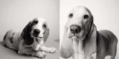 cane cucciolo vecchio