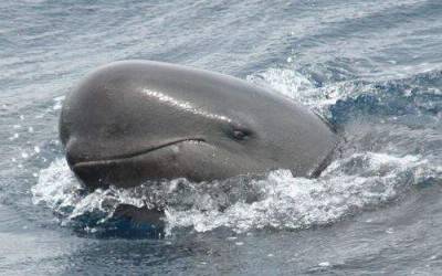 delfini globicefalo