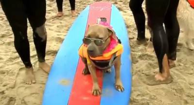 dog surf