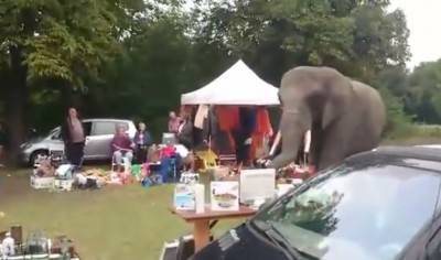 elefante mercato