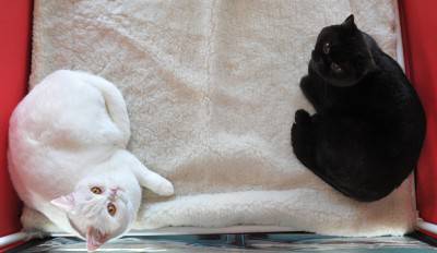 KYRGYZSTAN-CATS-FEATURE