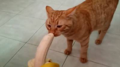 gatto banana