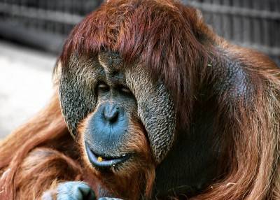 orangotango