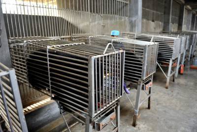Bears are kept in steel cages at one of
