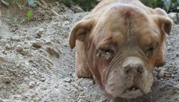 petition-img-15229-fr