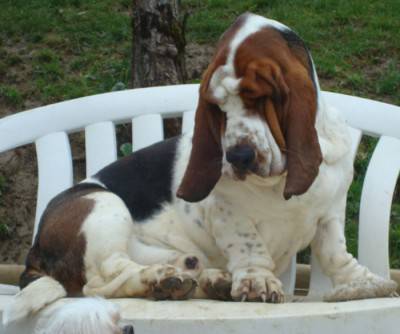 Basset Hound