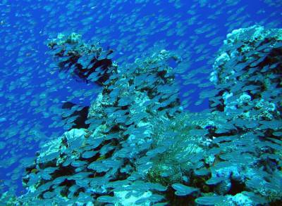 barriera coralline