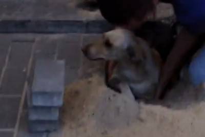 cane intrappolato cemento