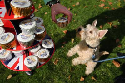 MPs Compete Against Each Other Other For Westminster Dog Of The Year Prize