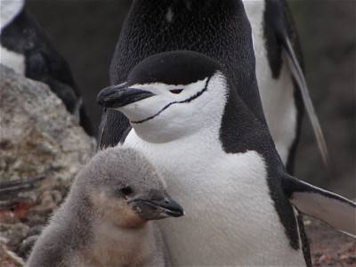cuccioli pinguini