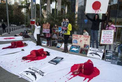 Israeli members of the "Taiji Dolphin Action Group" take part in a protest against the killing of dolphins, notably in the Japanese city of Taiji on January 30, 2014 outside the building housing the Japanese Embassy, in the Mediterranean coastal city of Tel Aviv. Similar rallies outside Japanese consulates and embassies were expected to take place worldwide. AFP PHOTO / JACK GUEZ        (Photo credit should read JACK GUEZ/AFP/Getty Images)