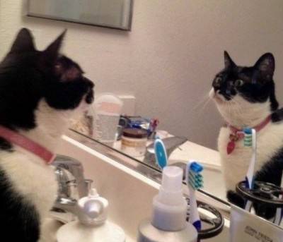 gatto specchio6