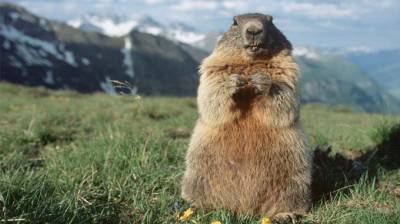 marmottA