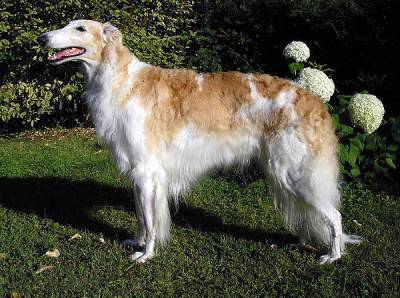 Borzoi_female