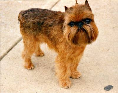 Brussels_Griffon_Rembrant_(jpg_format)