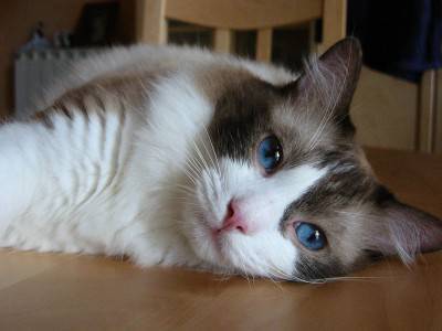 Gatto Ragdoll