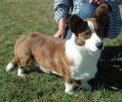 WELSH CORGI
