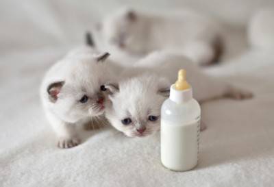 White little cats crawling to the nipple with milk