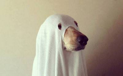 cane fantasma