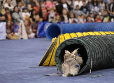 American Kennel Club Hosts "Meet The Breeds" Dog And Cat Show