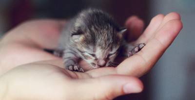 gatto neonato