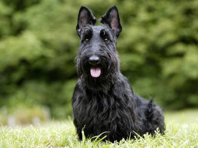 scottish terrier