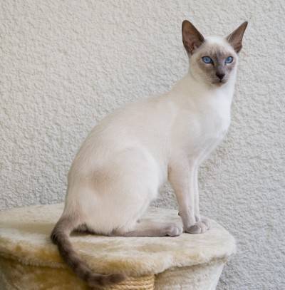 siamese