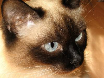 siamese
