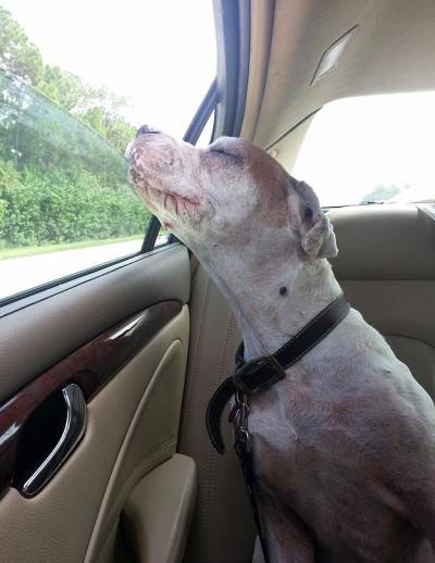 C_4_articolo_2145022_upiImagepp