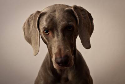Female_weimaraner_Molly