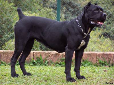 canecorso