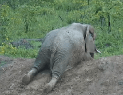 elefante