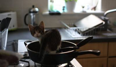 gatto cucina
