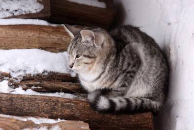 Il gattino grigio si congela in legno di inverno