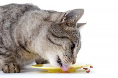 gatto mangia