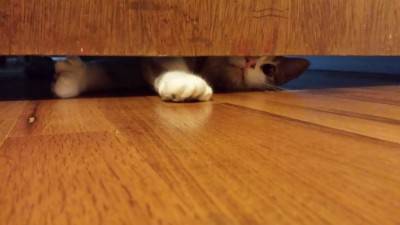 gatto nascosto1